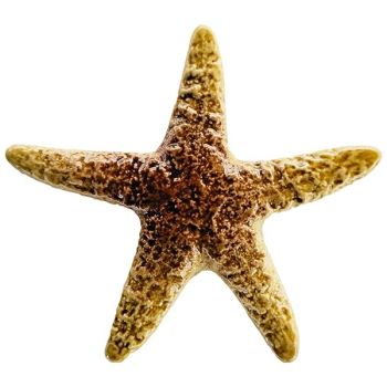 5" x 5" Starfish Artistry Porcelain Pool Tile